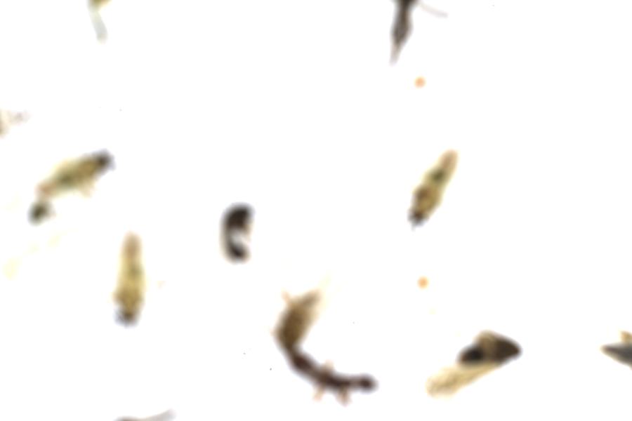 Image 63